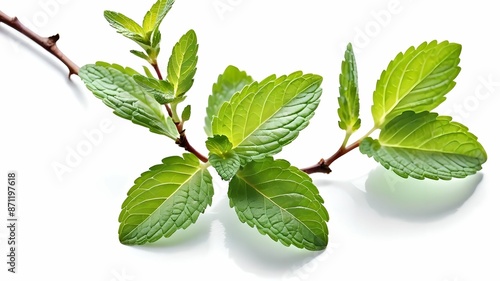 Mint leaves on isolated white background