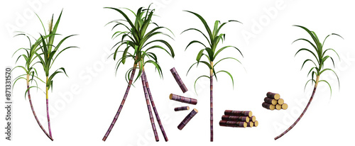 3d render sugarcane in different angle, realistic. isolated on transparent background, Pongal festival plant 