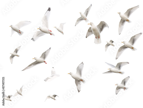 a group of white birds flying