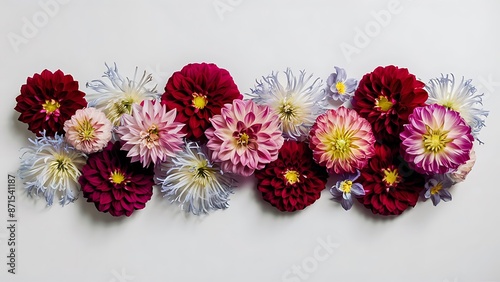 Colorful dahlia and cynicism flowers isolated on white background flat lay top view