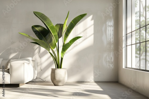 Modern Plant in Bright Living Room: White Bird of Paradise in Floor Vase