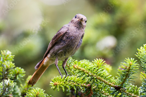 Weiblicher Hausrotschwanz (Phoenicurus ochruros)