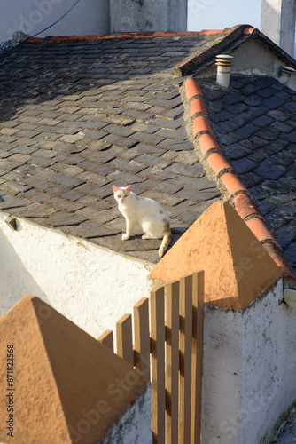 Gato en tejado de casa de pueblo en Asturias