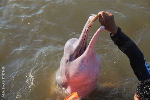 interação com boto cor de rosa no Amazonas 