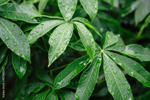 Dewy cassava leaves in garden