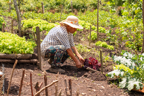 lifestyle: colombian peasant woman in front of a purple or red lettuce