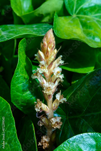 The ivy broomrape (Orobanche hederae), Close-up of a parasitic plant growing on ivy