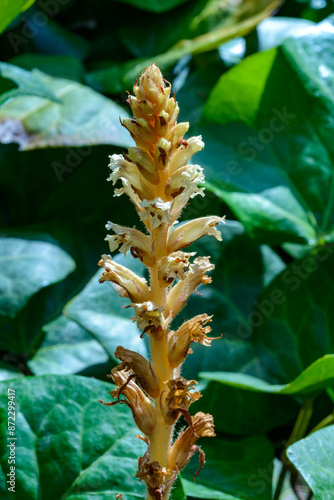 The ivy broomrape (Orobanche hederae), Close-up of a parasitic plant growing on ivy