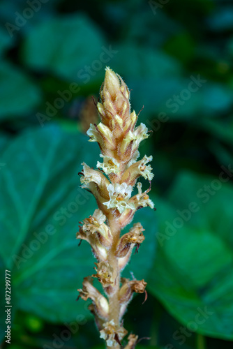 The ivy broomrape (Orobanche hederae), Close-up of a parasitic plant growing on ivy