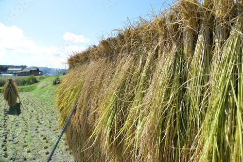 Rice after harvesting_JAPAN Niigata Prefecture_ハザかけした稲