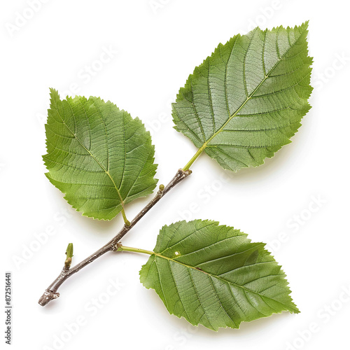 Alder tree isolated on white background