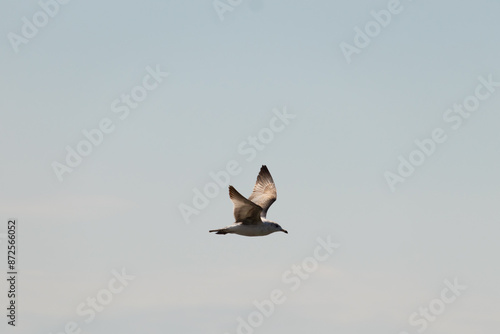 This beautiful bird is soaring across the image. The pretty brown seagull is gently gliding across a cloudy sky. This is a popular shorebird of the Jersey shore. The avian is in search of food.