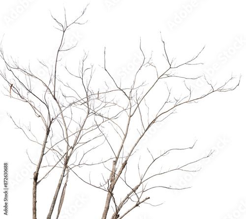 Dry tree branches isolated on white background