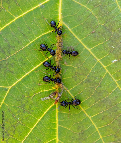 Ants collect aphids on a tree leaf. Macro