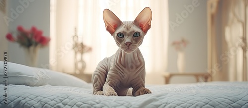 A serene Sphinx cat sits gracefully on a bed in a bedroom with a blank area for inserting an image. with copy space image. Place for adding text or design