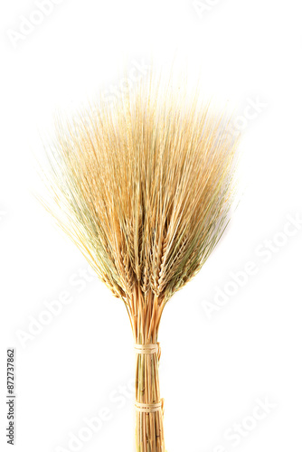 Kamut Khorasan Wheat isolated on a white background
