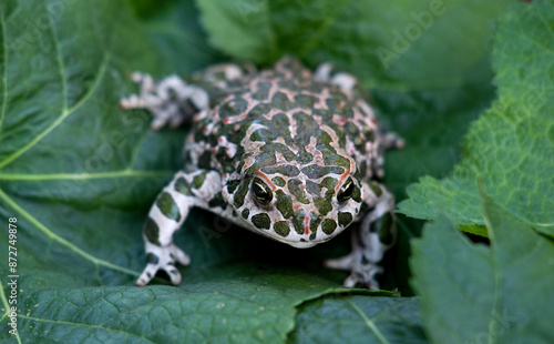 The European green toad (Bufotes viridis), Crimea