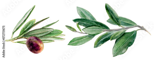 Watercolor illustration of olive branches and olives, perfect for vintagestyle designs