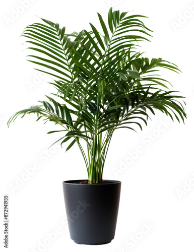 PNG Elegant indoor potted palm plant