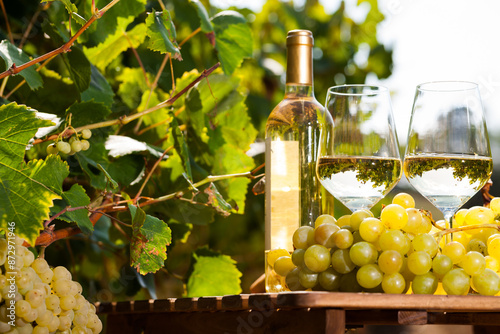 Glass of White wine ripe grapes and bread on table in vineyard