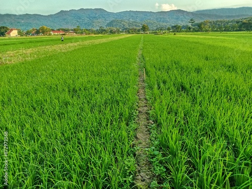 view of rice plants in rice fields with a backdrop of mountains in Gunung Kidul, Yogyakarta