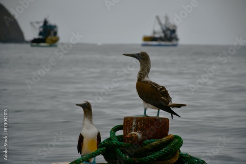 piqueros patas azules, aves marinas, mar, boyas, barcos, cuerdas, pesqueros, Galápagos, Ecuador