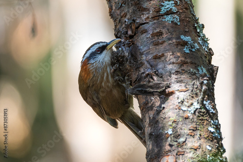 Streak-breasted scimitar babbler (Pomatorhinus ruficollis) crawling on a tree in its real habitat.