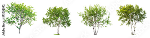 set of aspen trees with green leaves isolated on transparent or white background