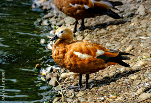 Red duck ogar on the shore by the water