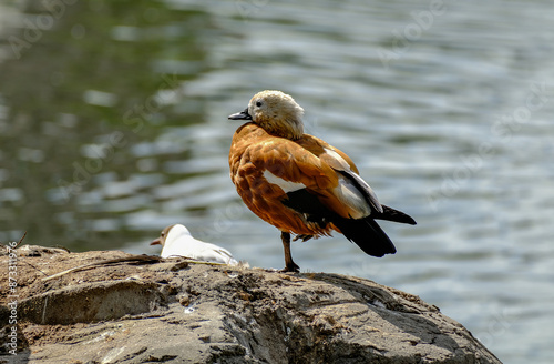 Red duck ogar on the background of water