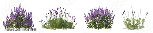 Set of Plectranthus mona lavender and Lavandula pinnata flowering frontal isolated png on a transparent background perfectly cutout