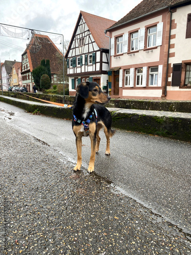 pies na tle francuskich domków