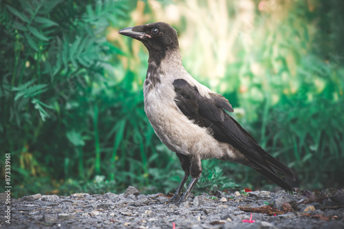 Wrona siwa, wrona (Corvus corone) – gatunek średniej wielkości ptaka z rodziny krukowatych (Corvidae)