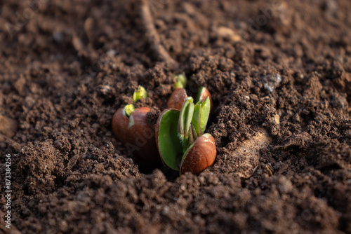 Germinación de semillas de cacahuate (maní)