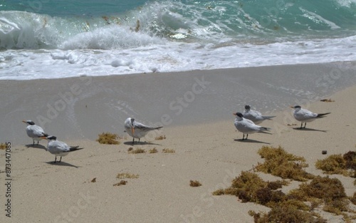 Muchas gaviotas podemos ver en playa norte,buscando alimento o simplemente jugando con el mar.