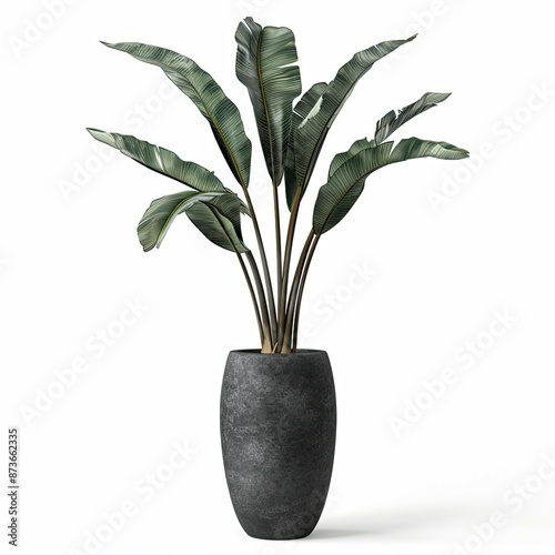 very tall plant pot photography on white background