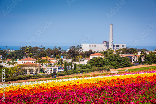 The Flower Fields and Carlsbad Windmill with the Pacifific Ocean in the background.