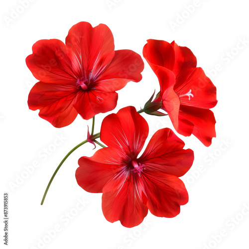 beautiful red flower isolated on white