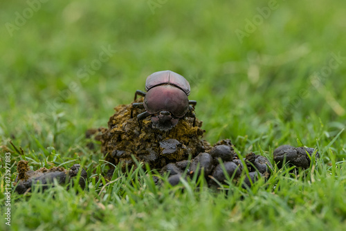 Dung beetle on top of poop