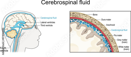 Cerebrospinal fluid. Cross section of a human brain with Ventricular system