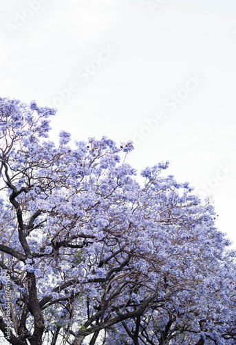 Violet Jacaranda flowers blooming against the blue sky