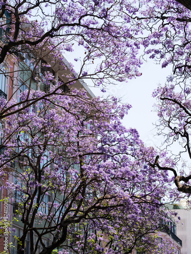 Violet Jacaranda flowers blooming against the blue sky and city buildings