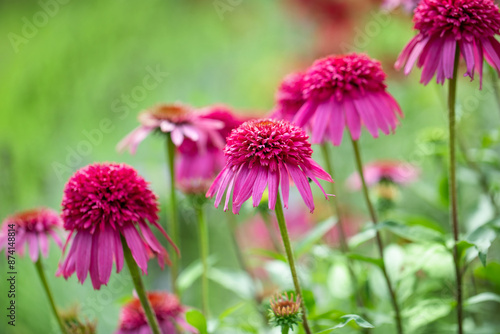 jeżówki ( Echinacea purpurea ) w ogrodzie 