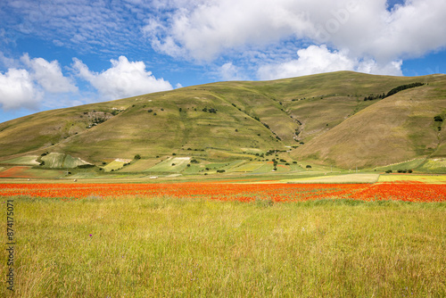 Italy, Umbria, Monti Sibillini, Castelluccio di Norcia, Lentil blossoming