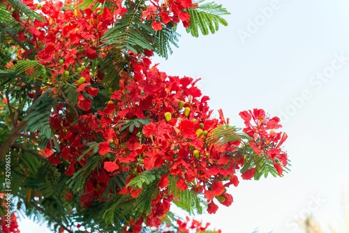 Closeup of vibrant red flowers of a flamboyant tree in full bloom on a sunny spring day