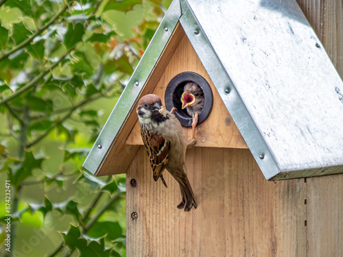 Feldsperling, Spatz füttert junge in einem Nistkasten, Bayern, Deutschland, Europa