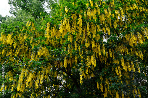 a stunning Laburnum tree in full bloom