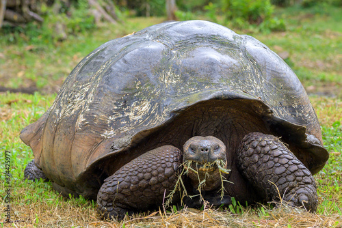 Retrato de tortuga gigante de las gálapagos - Rancho primicias - Isla Santa Cruz - Islas Galápagos - Ecuador