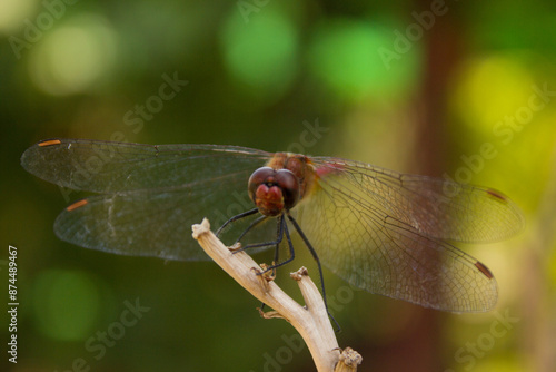 Closeup Dragonfly. Beautiful Insect Wildlife Wall Decor.