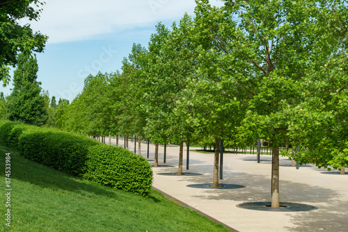 Alley of Tulip treeы (Liriodendron tulipifera) in city park Krasnodar. Public landscape 'Galitsky park' for relaxation. American Tuliptree or Tulip Poplar.